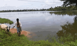 കോട്ടയത്ത് 2849 ഹെക്ടറിലെ നെല്‍കൃഷി നശിച്ചു;  74.79 കോടി രൂപയുടെ നഷ്ടം