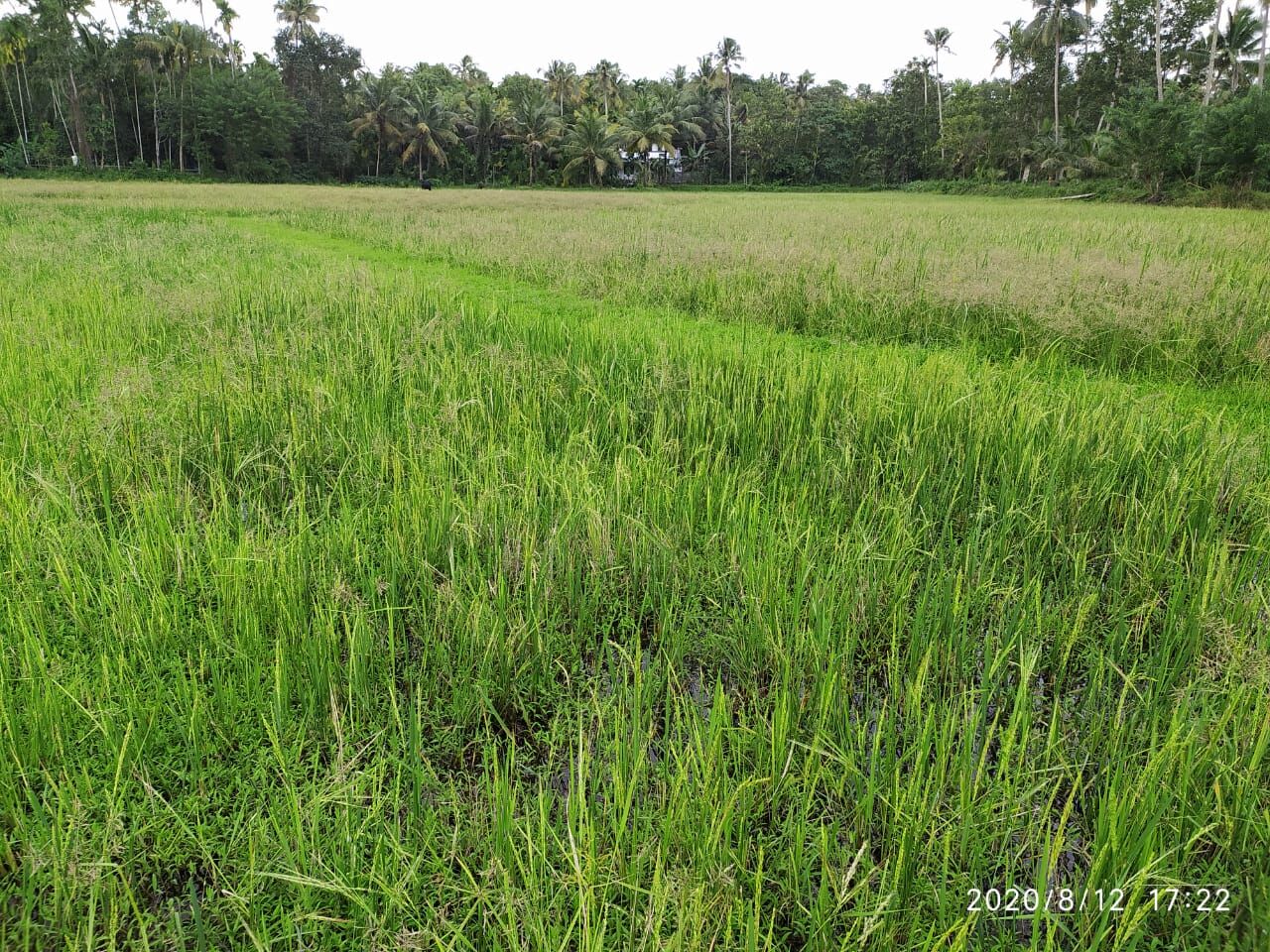 നെല്‍കൃഷിക്ക് തൊഴിലുറുപ്പ് തൊഴിലാളികളുടെ സേവനം ലഭ്യമാക്കണമെന്ന്