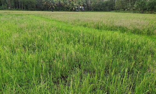 നെല്‍കൃഷിക്ക് തൊഴിലുറുപ്പ് തൊഴിലാളികളുടെ സേവനം ലഭ്യമാക്കണമെന്ന്