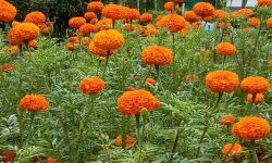 ഓണത്തിന് പൂക്കളമൊരുക്കാന് ചേന്ദമംഗലത്തിന്റെ സ്വന്തം ചെണ്ടുമല്ലി പൂക്കള് ഓണത്തിന് പൂക്കളമൊരുക്കാന് ചേന്ദമംഗലത്തിന്റെ സ്വന്തം ചെണ്ടുമല്ലി പൂക്കള്