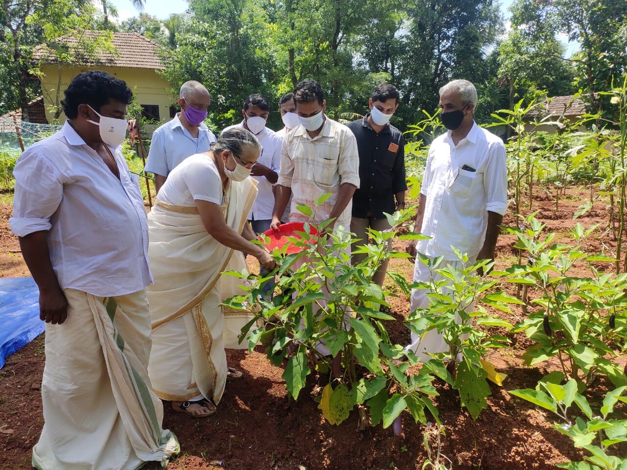 സ്പീക്കറുടെ തറവാട്ടുവളപ്പിലെ മോണിംഗ് ഫാം വിളവെടുപ്പ് സ്പീക്കറുടെ തറവാട്ടുവളപ്പിലെ മോണിംഗ് ഫാം വിളവെടുപ്പ്