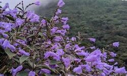 കാലം തെറ്റിപൂത്ത് നീലക്കുറിഞ്ഞി; സന്ദര്‍ശകരെ വിലക്കി ജില്ലാഭരണകൂടം