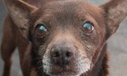 ഉത്രാടദിനത്തില്‍ കാസര്‍ഗോഡ് നഗരത്തില്‍ തെരുവ്നായ ആക്രമണം; നിരവധി പേര്‍ ആശുപത്രിയില്‍