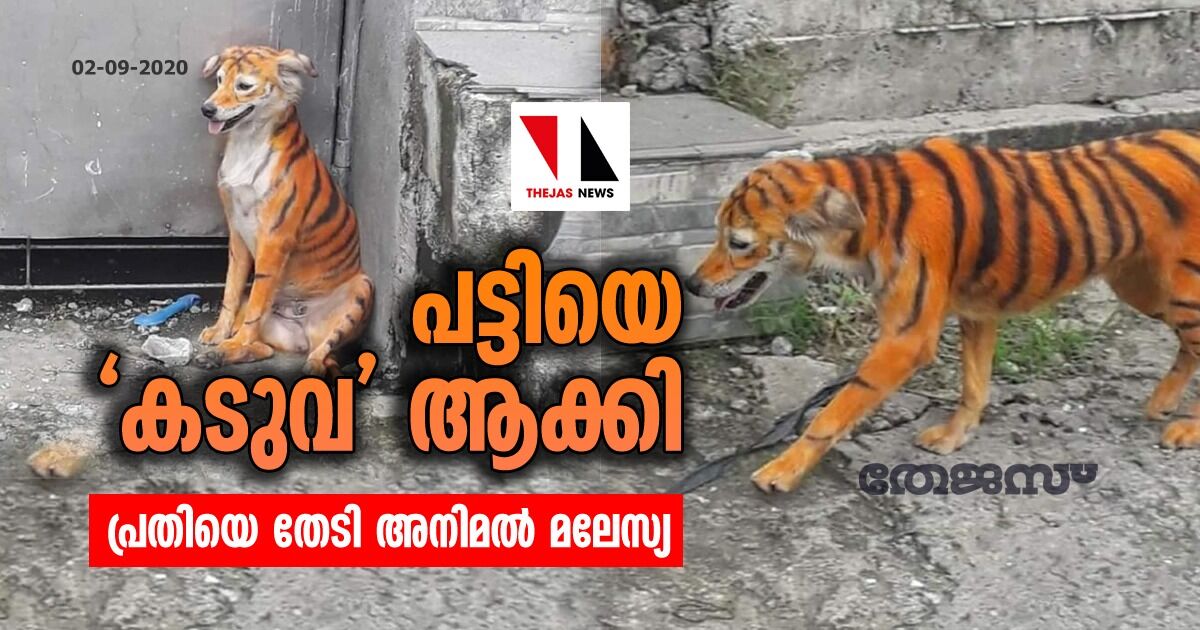പട്ടിയെ കടുവ ആക്കി: പ്രതിയെ തേടി അനിമല്‍ മലേസ്യ