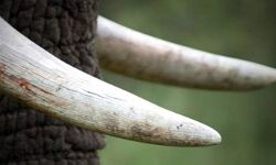 ആ​ന​ക്കൊ​മ്പുമാ​യി നാ​ലു പേ​ർ അ​റ​സ്റ്റി​ൽ