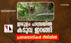 ഇരുളം പാമ്പ്രയില് കടുവ ഇറങ്ങി: പ്രദേശവാസികള് ഭീതിയില് ഇരുളം പാമ്പ്രയില് കടുവ ഇറങ്ങി: പ്രദേശവാസികള് ഭീതിയില്