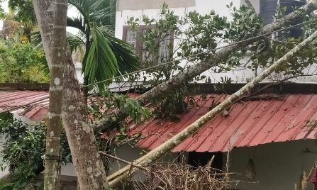 മരം വീണ് വീടിന്റെ ഷീറ്റിന്റെ ഭാഗം ഭാഗികമായി തകര്ന്നു മരം വീണ് വീടിന്റെ ഷീറ്റിന്റെ ഭാഗം ഭാഗികമായി തകര്ന്നു