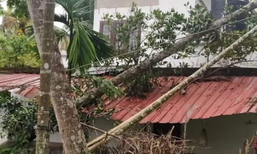 മരം വീണ് വീടിന്റെ ഷീറ്റിന്റെ ഭാഗം ഭാഗികമായി തകര്‍ന്നു
