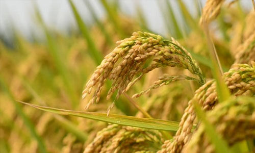 നെല്ല് സംഭരണം: ദ്വിതല മാതൃക സംവിധാനം നടപ്പാക്കാന് സംസ്ഥാന സര്ക്കാര് നെല്ല് സംഭരണം: ദ്വിതല മാതൃക സംവിധാനം നടപ്പാക്കാന് സംസ്ഥാന സര്ക്കാര്