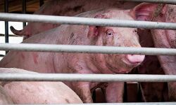 ജർമനിയിൽ ആഫ്രിക്കൻ പന്നിപ്പനി ഭീഷണി