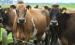 ശ്രീലങ്കയില്‍ ഗോവധ നിരോധനത്തിന് നീക്കം