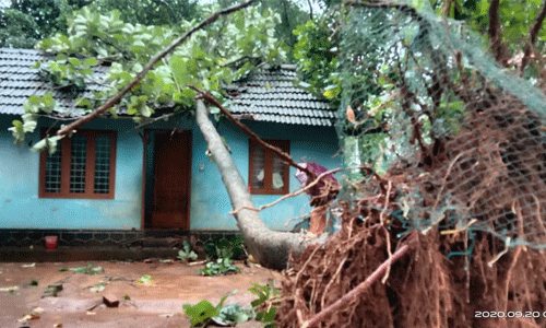 തേക്ക്മരം വീണ് വീട് തകര്‍ന്നു; ഓടിനടിയില്‍ കുടുങ്ങിയ കുട്ടി അത്ഭുതകരമായി രക്ഷപ്പെട്ടു