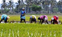 കാർഷികോൽപ്പന്നങ്ങൾക്ക് സംഭരണി; കേന്ദ്ര പദ്ധതി പ്രകാരം കേരളത്തിന് 4300 കോടി രൂപ