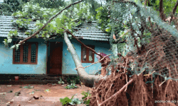 തേക്ക്മരം വീണ് വീട് തകര്‍ന്നു; ഓടിനടിയില്‍ കുടുങ്ങിയ കുട്ടി അത്ഭുതകരമായി രക്ഷപ്പെട്ടു