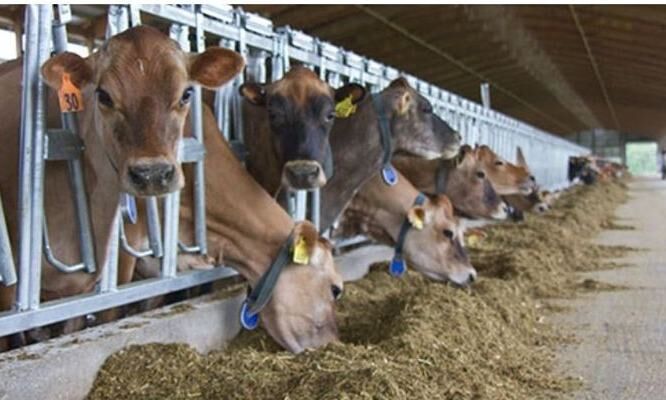 ക്ഷീരകർഷകർക്ക് സർക്കാർ പ്രഖ്യാപിച്ച സബ്സിഡി കാലിത്തീറ്റ പ്രഖ്യാപനത്തിലൊതുങ്ങി ക്ഷീരകർഷകർക്ക് സർക്കാർ പ്രഖ്യാപിച്ച സബ്സിഡി കാലിത്തീറ്റ പ്രഖ്യാപനത്തിലൊതുങ്ങി