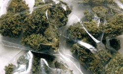 വീണ്ടും കഞ്ചാവ് വേട്ട: അരിലോറിയില്‍ കടത്തിയ 65 കിലോ കഞ്ചാവ് പിടികൂടി