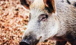 เดเดซเตเดฐเดฟเดเตเดเดจเตโ เดชเดจเตเดจเดฟเดชเตเดชเดจเดฟ เดชเดเดฐเตเดจเตเดจเต; 12,000 เดชเดจเตเดจเดฟเดเดณเต เดเตเดฒเตเดฒเดพเดจเตโ เด
เดธเด เดธเดฐเตโเดเตเดเดพเดฐเดฟเดจเตเดฑเต เดเดคเตเดคเดฐเดตเต เดเดซเตเดฐเดฟเดเตเดเดจเตโ เดชเดจเตเดจเดฟเดชเตเดชเดจเดฟ เดชเดเดฐเตเดจเตเดจเต; 12,000 เดชเดจเตเดจเดฟเดเดณเต เดเตเดฒเตเดฒเดพเดจเตโ เด
เดธเด เดธเดฐเตโเดเตเดเดพเดฐเดฟเดจเตเดฑเต เดเดคเตเดคเดฐเดตเต