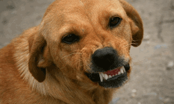 മലപ്പുറത്ത് തെരുവുനായയുടെ ആക്രമണത്തില്‍ 11 പേര്‍ക്ക് പരിക്ക്