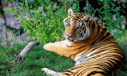 വന്യജീവിവാരാഘോഷം: വന്യജീവി സങ്കേതങ്ങളില്‍ പ്രവേശനം സൗജന്യം