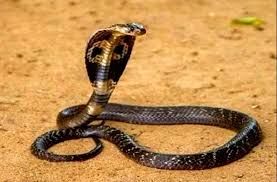 പാമ്പ് കടിയേറ്റ് പത്ത് വയസുകാരി മരിച്ചു പാമ്പ് കടിയേറ്റ് പത്ത് വയസുകാരി മരിച്ചു