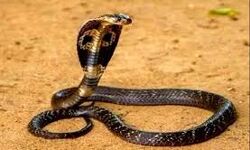 പാമ്പ് കടിയേറ്റ് പത്ത് വയസുകാരി മരിച്ചു