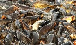 เดเดณเตโเดจเดพเดเดจเตโ เดฎเดคเตเดธเตเดฏเดธเดฎเตเดชเดคเตเดคเต เดตเดณเดฐเตโเดคเตเดคเตเดจเตเดจเดคเดฟเดจเต เดจเดฟเดฏเดฎ เดชเดฐเดฟเดทเตเดเดฐเดฃเด เดเดณเตโเดจเดพเดเดจเตโ เดฎเดคเตเดธเตเดฏเดธเดฎเตเดชเดคเตเดคเต เดตเดณเดฐเตโเดคเตเดคเตเดจเตเดจเดคเดฟเดจเต เดจเดฟเดฏเดฎ เดชเดฐเดฟเดทเตเดเดฐเดฃเด