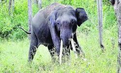 കാട്ടാനയുടെ ആക്രമണത്തില്‍ യുവതിക്ക് പരിക്ക്