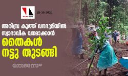 അരിമ്പ്ര കുത്ത് വനഭൂമിയിൽ സ്വാഭാവിക വനമാക്കാൻ തൈകൾ നട്ടു തുടങ്ങി അരിമ്പ്ര കുത്ത് വനഭൂമിയിൽ സ്വാഭാവിക വനമാക്കാൻ തൈകൾ നട്ടു തുടങ്ങി