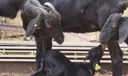 ജീവനം ജീവധനം പദ്ധതി ആരംഭിച്ചു ജീവനം ജീവധനം പദ്ധതി ആരംഭിച്ചു