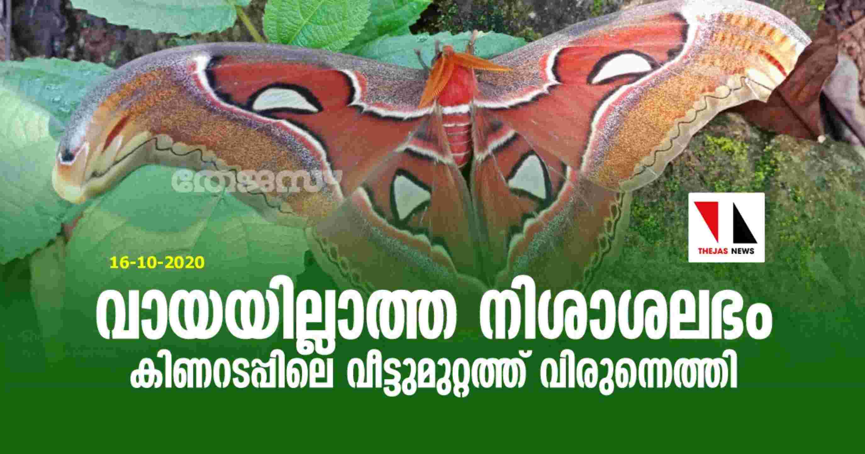വായയില്ലാത്ത നിശാശലഭം കിണറടപ്പിലെ വീട്ടുമുറ്റത്ത് വിരുന്നെത്തി വായയില്ലാത്ത നിശാശലഭം കിണറടപ്പിലെ വീട്ടുമുറ്റത്ത് വിരുന്നെത്തി
