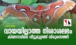 വായയില്ലാത്ത നിശാശലഭം കിണറടപ്പിലെ വീട്ടുമുറ്റത്ത് വിരുന്നെത്തി വായയില്ലാത്ത നിശാശലഭം കിണറടപ്പിലെ വീട്ടുമുറ്റത്ത് വിരുന്നെത്തി