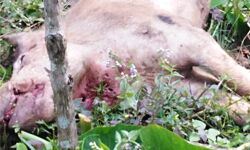 ഫാമിലെ പന്നികളെ കടുവ കൊന്നു തിന്നു