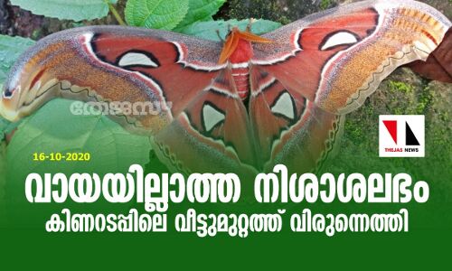 വായയില്ലാത്ത നിശാശലഭം കിണറടപ്പിലെ വീട്ടുമുറ്റത്ത് വിരുന്നെത്തി
