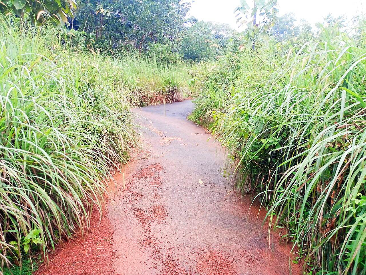 മാളപളളിപ്പുറം വട്ടക്കോട്ട അംബേദ്ക്കര് റോഡില് കാട് അപകട ഭീഷണിയാകുന്നു മാളപളളിപ്പുറം വട്ടക്കോട്ട അംബേദ്ക്കര് റോഡില് കാട് അപകട ഭീഷണിയാകുന്നു