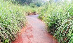 മാളപളളിപ്പുറം വട്ടക്കോട്ട അംബേദ്ക്കര്‍ റോഡില്‍ കാട് അപകട ഭീഷണിയാകുന്നു