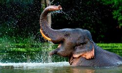 തടി പിടിക്കാന്‍ എത്തിച്ച ആന ഇടഞ്ഞു; നിരവധി വാഹനങ്ങള്‍ തകര്‍ത്തു