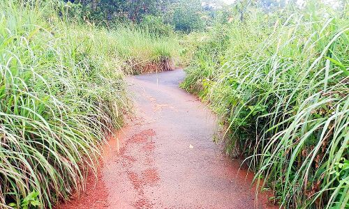 മാളപളളിപ്പുറം വട്ടക്കോട്ട അംബേദ്ക്കര്‍ റോഡില്‍ കാട് അപകട ഭീഷണിയാകുന്നു