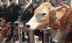 เดชเดถเตเดตเดฟเดจเตเดฑเต เดชเตเดฐเดฟเดฒเตโ เดเดพเดฐเตโเดเดฃเตเดกเดฟเดฒเตโ เดฎเตเดธเตโเดฒเดฟเด เดฏเตเดตเดพเดตเดฟเดจเต เดเดดเตเดคเตเดคเดฑเตเดคเตเดคเต เดเตเดจเตเดจเต เดชเดถเตเดตเดฟเดจเตเดฑเต เดชเตเดฐเดฟเดฒเตโ เดเดพเดฐเตโเดเดฃเตเดกเดฟเดฒเตโ เดฎเตเดธเตโเดฒเดฟเด เดฏเตเดตเดพเดตเดฟเดจเต เดเดดเตเดคเตเดคเดฑเตเดคเตเดคเต เดเตเดจเตเดจเต