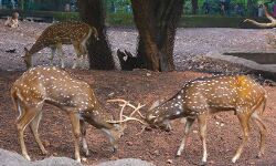 പുത്തൂരിലേക്ക് മാറാനൊരുങ്ങി തൃശൂർ മൃഗശാല