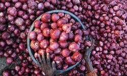 വിലക്കയറ്റം തടയാന് സവാള ഇറക്കുമതി നിയന്ത്രണങ്ങളില് ഇളവുവരുത്തി കേന്ദ്ര സര്ക്കാര് വിലക്കയറ്റം തടയാന് സവാള ഇറക്കുമതി നിയന്ത്രണങ്ങളില് ഇളവുവരുത്തി കേന്ദ്ര സര്ക്കാര്