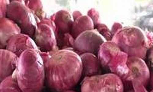 മഴയില് വിളനാശം സംഭവിച്ച് ഉള്ളി; വില കൂടുമെന്ന് കര്ഷകര് മഴയില് വിളനാശം സംഭവിച്ച് ഉള്ളി; വില കൂടുമെന്ന് കര്ഷകര്