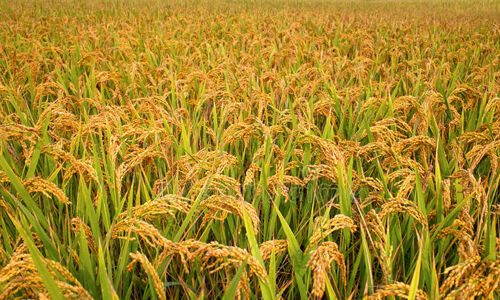 നെല്ല് സംഭരണം വൈകുന്നുവെന്ന്; കുട്ടനാട്ടില്‍ പ്രതിഷേധവുമായി കര്‍ഷകര്‍