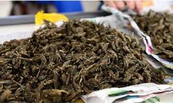 കൊണ്ടോട്ടിയിൽ 4.5 കിലോ കഞ്ചാവുമായി കുറ്റിപ്പുറം സ്വദേശി പിടിയിൽ കൊണ്ടോട്ടിയിൽ 4.5 കിലോ കഞ്ചാവുമായി കുറ്റിപ്പുറം സ്വദേശി പിടിയിൽ