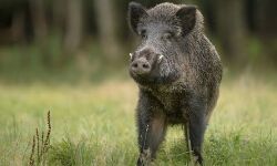 കൂരാചുണ്ടിൽ കാട്ടുപന്നി വീടിനുള്ളില്‍ കയറി; പ്രദേശത്ത് നാട്ടുകാരുടെ പ്രതിഷേധം