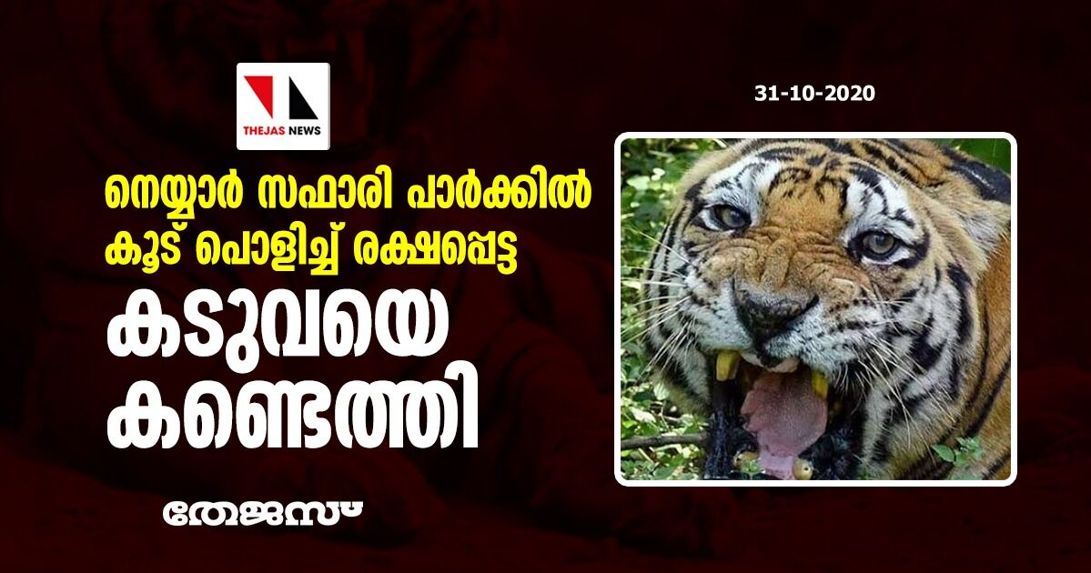 നെയ്യാര്‍ സഫാരി പാര്‍ക്കില്‍ കൂട് പൊളിച്ച് രക്ഷപ്പെട്ട കടുവയെ കണ്ടെത്തി