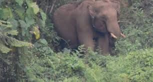 കണ്ണൂരില് യുവാവിനെ കാട്ടാന ചവിട്ടികൊന്നു കണ്ണൂരില് യുവാവിനെ കാട്ടാന ചവിട്ടികൊന്നു