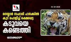 നെയ്യാര് സഫാരി പാര്ക്കില് കൂട് പൊളിച്ച് രക്ഷപ്പെട്ട കടുവയെ കണ്ടെത്തി നെയ്യാര് സഫാരി പാര്ക്കില് കൂട് പൊളിച്ച് രക്ഷപ്പെട്ട കടുവയെ കണ്ടെത്തി
