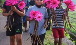 ചെറുമുക്കിലെ ആമ്പല്പാടം: സന്ദര്ശകര്ക്ക് വിലക്ക് ഏര്പ്പെടുത്തി ചെറുമുക്കിലെ ആമ്പല്പാടം: സന്ദര്ശകര്ക്ക് വിലക്ക് ഏര്പ്പെടുത്തി