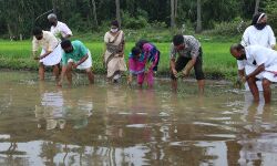 മാളയുടെ അഭിമാനമായി ഞാറുനടീൽ ഉത്സവം