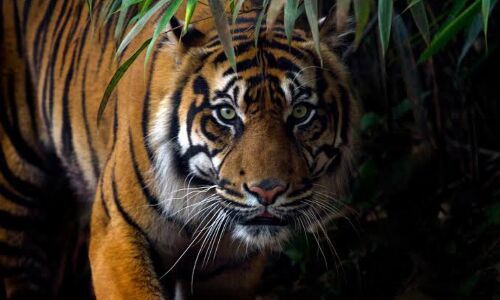 സുൽത്താൻ ബത്തേരി ജനവാസ മേഖലയിൽ മൂന്ന് കടുവകൾ ഇറങ്ങി